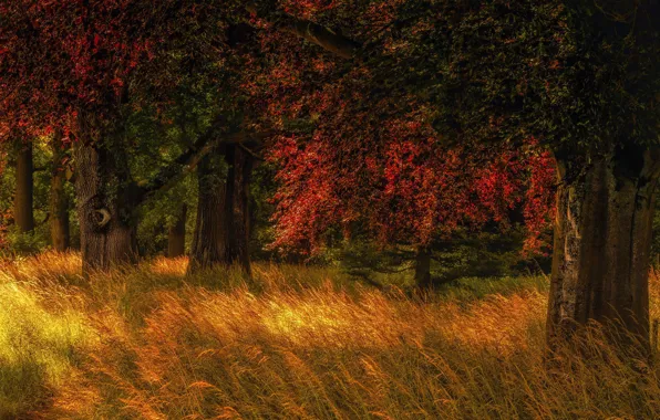 Autumn, forest, grass, trees, nature, glade, Holland, Jan-Herman Visser
