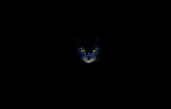 Cat, cat, black background, green eyes