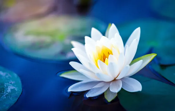 Picture nature, lotus, lily, natural, lotus flower