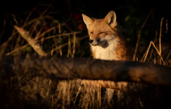 Fox, red, log
