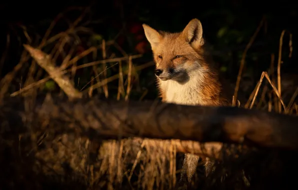 Picture Fox, red, log