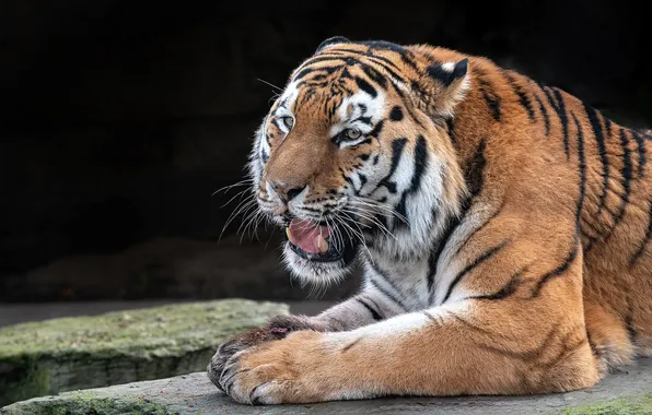 Look, face, nature, tiger, pose, paws, mouth, meal
