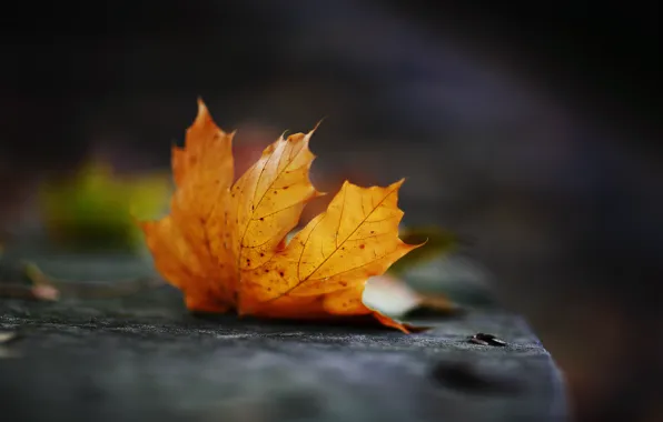 Autumn, sheet, October