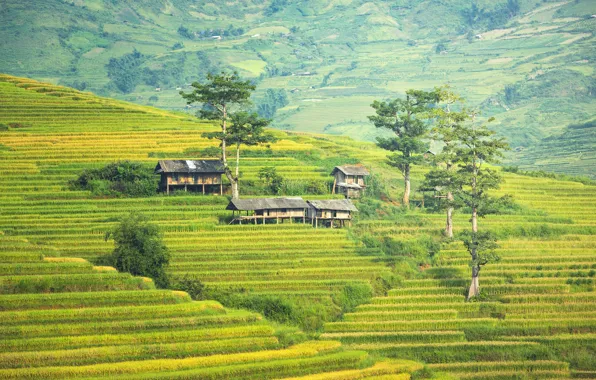 Picture field, landscape, nature, slope, village, figure, terrace