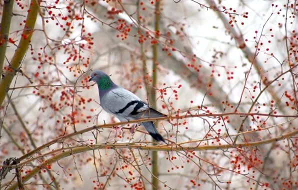 Tree, bird, dove, Apple