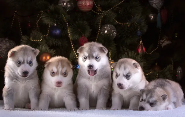 Toys, new year, puppies, tree, husky, breed, quintet