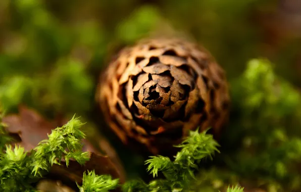 Picture branches, nature, bumps