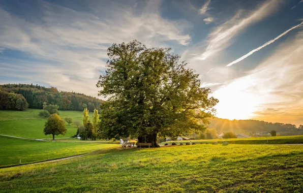 Greens, the sky, grass, the sun, clouds, rays, trees, dawn