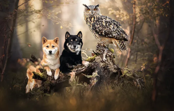Picture forest, dogs, owl, bird, stump, snag, owl