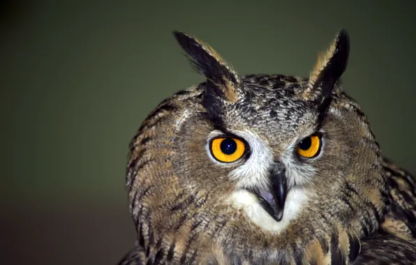 Look, bird, portrait, Owl