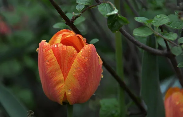 Picture drops, macro, orange, Tulip, spring, macro, orange, drops