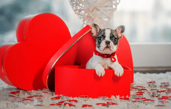 Look, box, gift, heart, dog, candles, baby, window