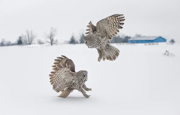 Winter, field, snow, flight, birds, nature, owl, pair