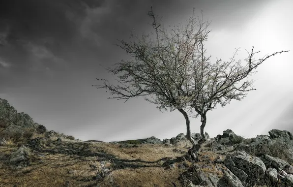 The sky, trees, landscape, mountains