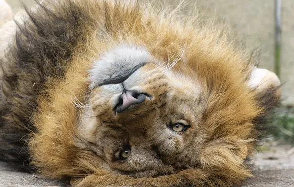 Cat, look, face, Leo, mane