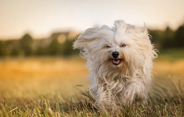 Look, each, dog