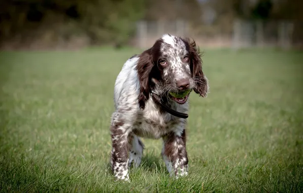 Look, each, the ball, dog