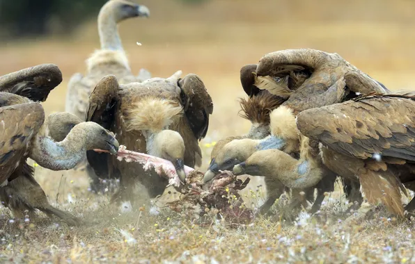 Spain, meal, Castille and Leon (Castilla y León), A flock of Griffon vultures (gyps fulvus …