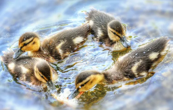 Picture water, ducklings, Chicks, dance