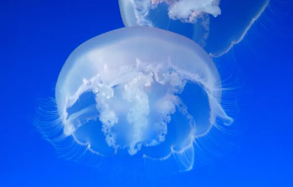 Picture SEA, WATER, COLOR, BLUE, JELLYFISH, The DOME, AIR
