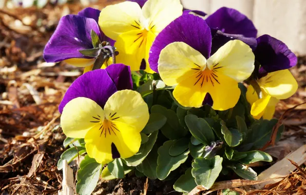 Flowers, spring, Pansy, violet