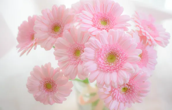 Macro, flowers, bouquet, gerbera