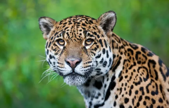 Picture look, face, portrait, Jaguar, green background
