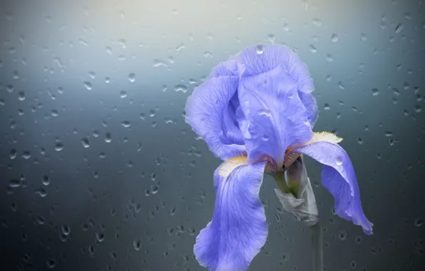 Glass, drops, background, petals, iris
