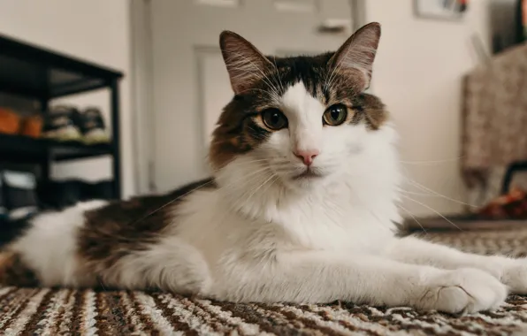 Cat, cat, look, face, pose, room, carpet, portrait