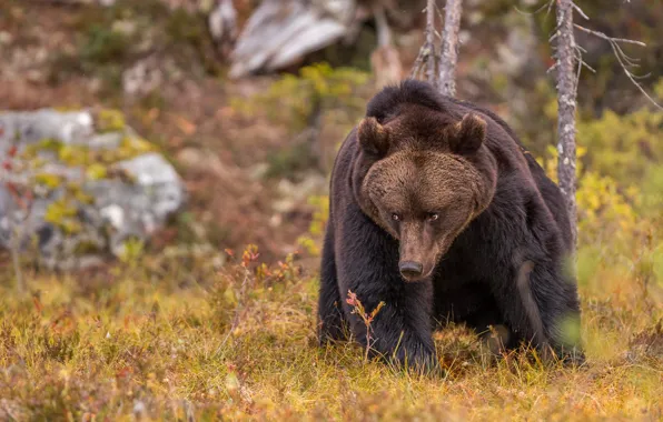 Picture pose, look, bear, nature, bear, trees, brown, face