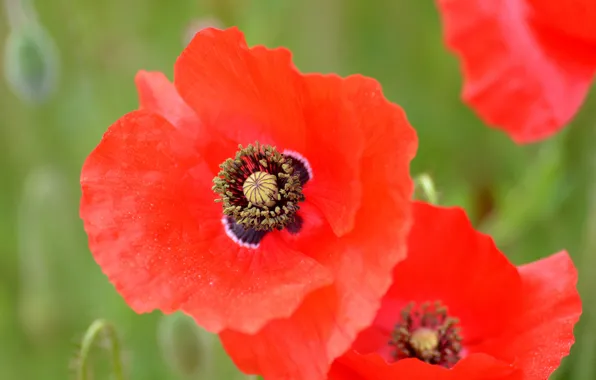 Macro, Mac, petals, meadow