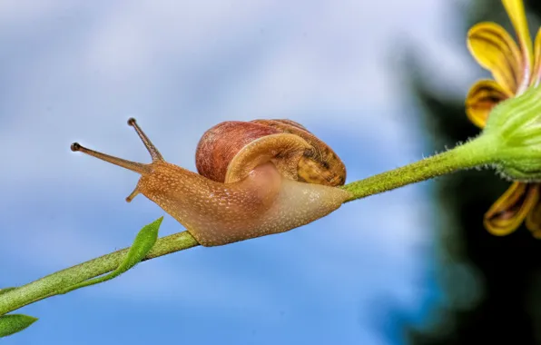 Picture macro, background, snail