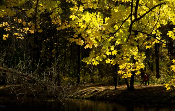 Picture leaves, nature, the city, Park, branch, Russia, Russia, nature