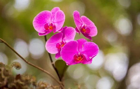 Macro, petals, Orchid