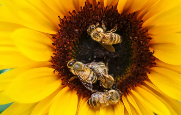 Flower, macro, insects, yellow, bee, sunflower, petals, bees