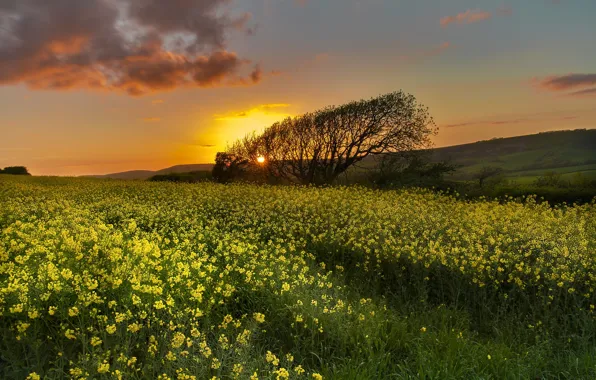 Picture field, sunset, rape