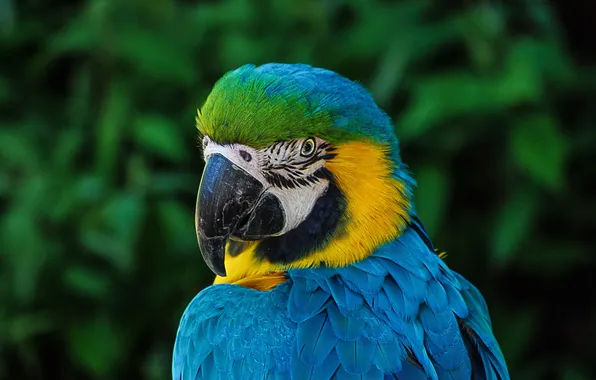 Picture look, bird, parrot, Ara