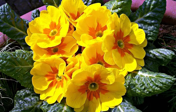 Summer, yellow flowers, primrose