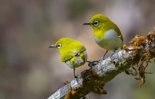 Picture nature, branch, pair, birds, white-eyed, white eye