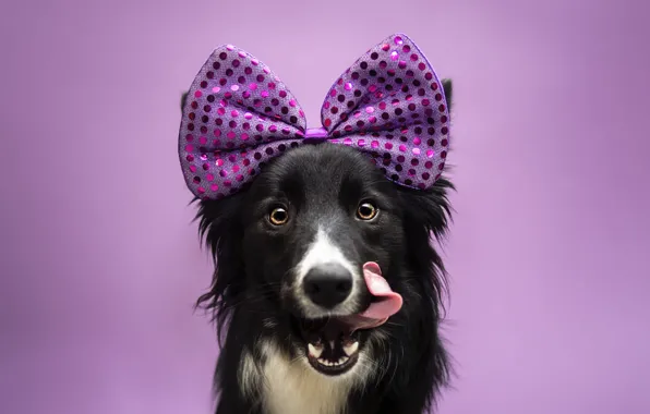 Picture dog, bow, the border collie