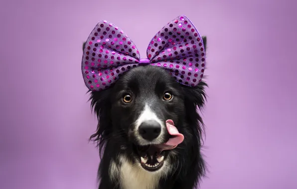 Dog, bow, the border collie