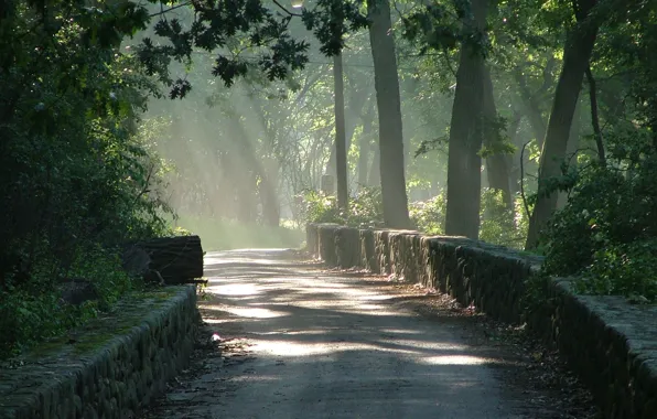Road, forest, the sun, light, fog, sunrise