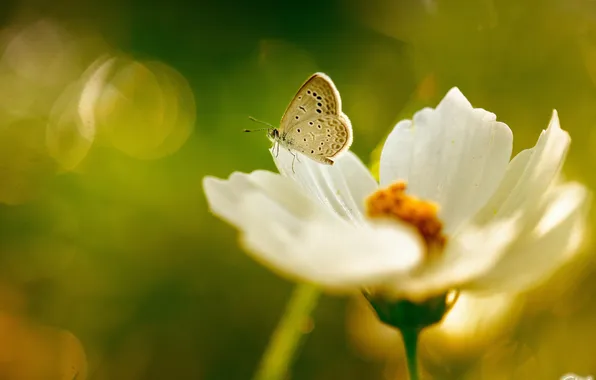 Greens, white, summer, flowers, butterfly, kosmeya