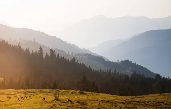 Field, forest, landscape, mountains, nature, Wallpaper, cows, panorama