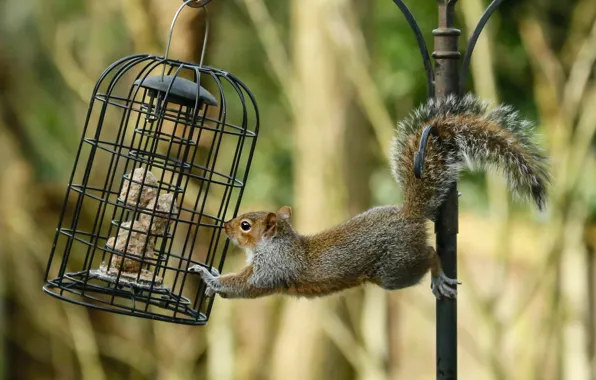 Pose, post, cell, protein, food, feeder