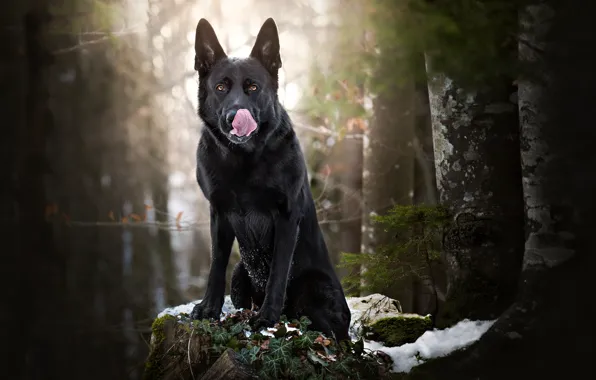 Forest, snow, dog, black