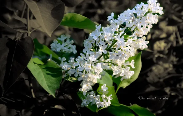 Picture summer, flowers, lilac