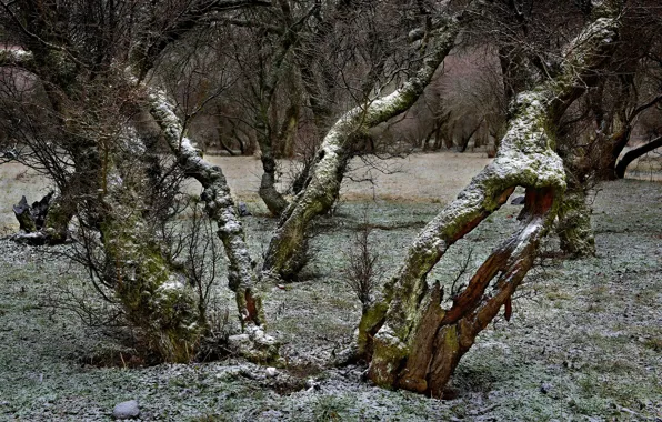 Picture snow, trees, branches
