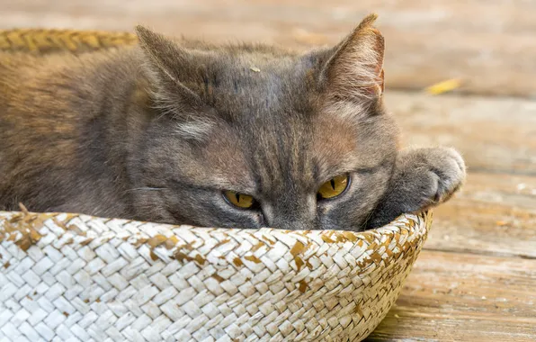 Cat, cat, look, pose, grey, Board, lies, face