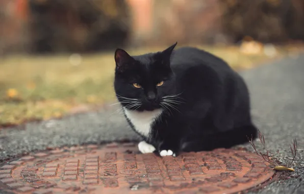 Road, autumn, cat, cat, look, pose, black and white, black